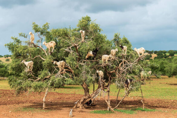 Goats grazing in an argan tree in Morocco Goats grazing in an argan tree in Morocco